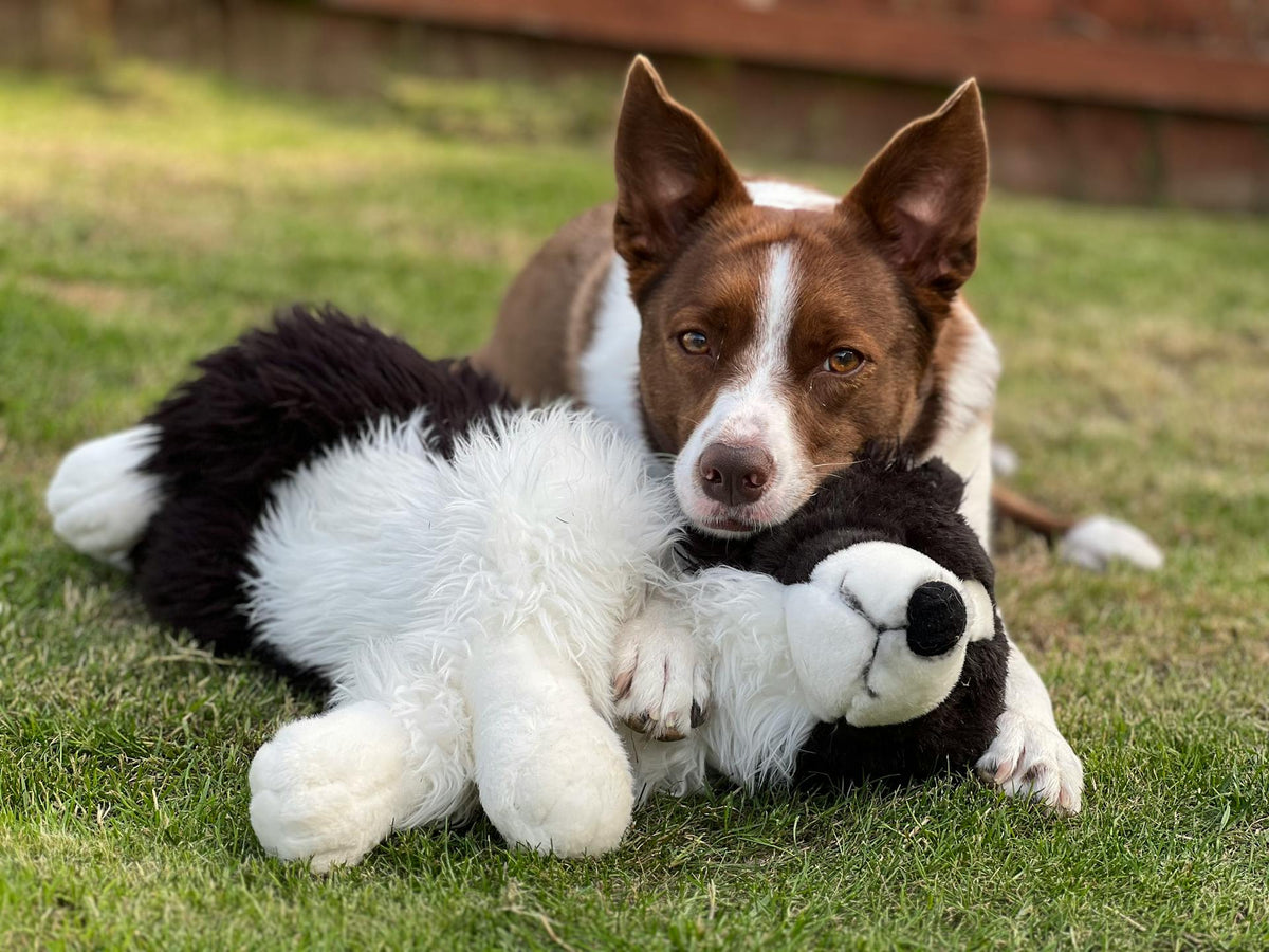 Pet Supplies